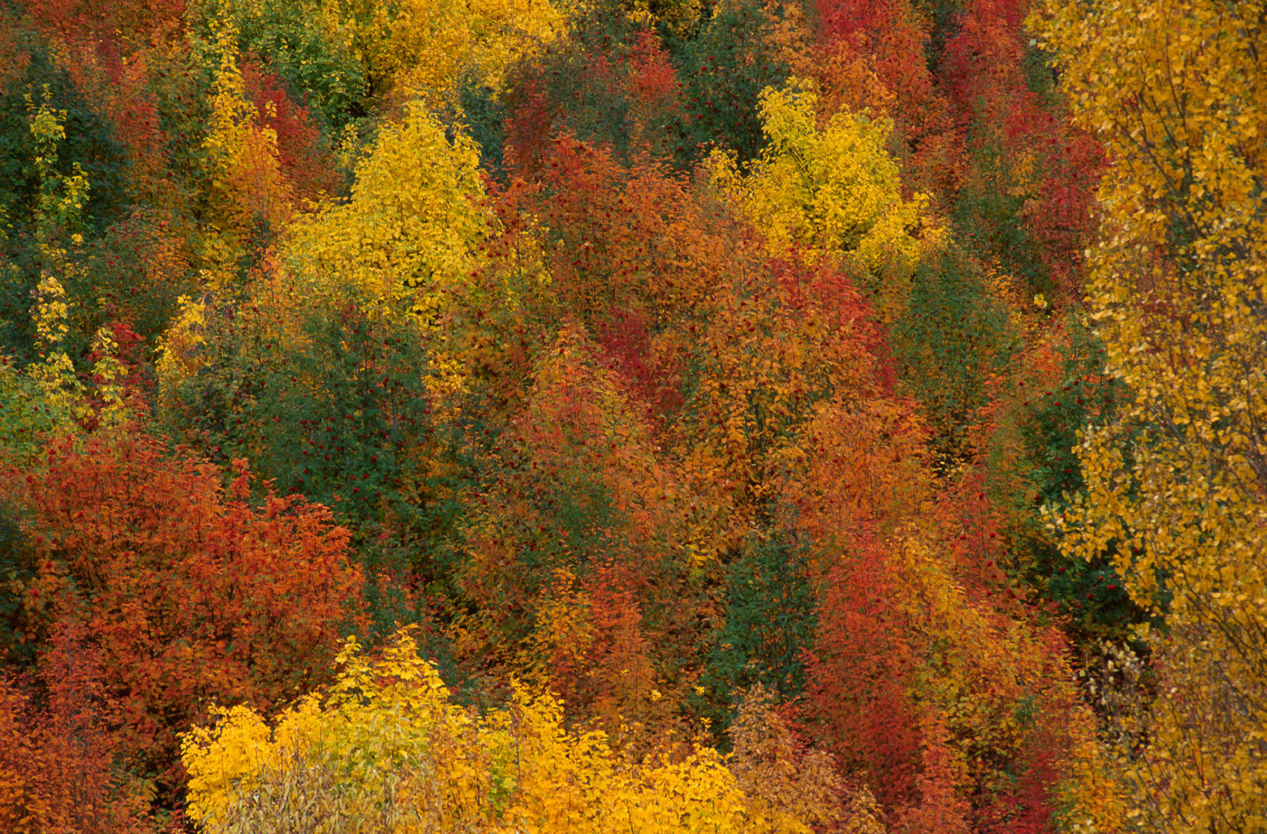 Autumn Colours at Arrowtown